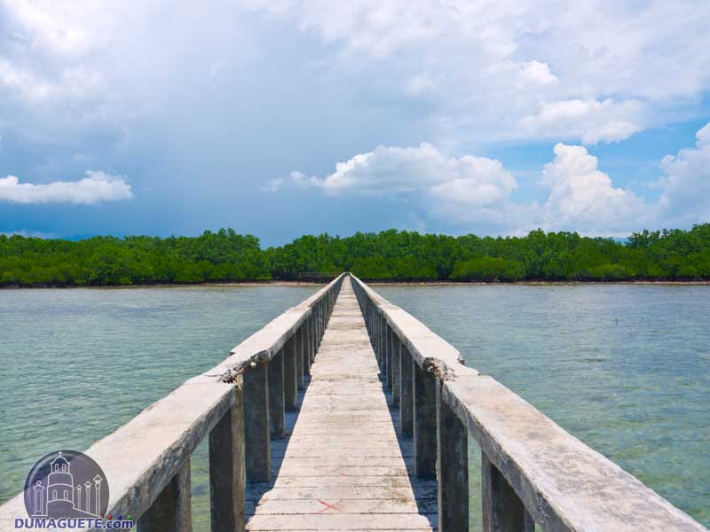 Mangrove Forrest Bais