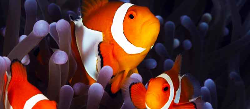 Diving in Dauin - Nemo Fish