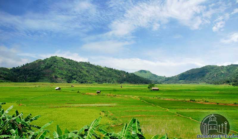 Ayungon Ricefields