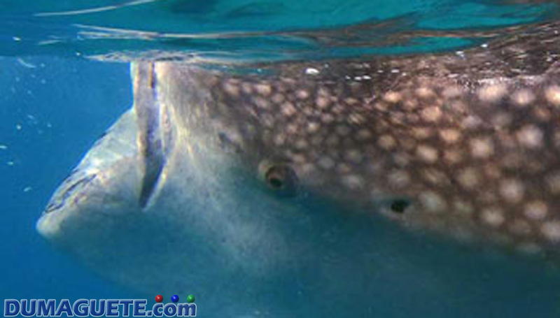 Whale-Shark-Watching in Oslob