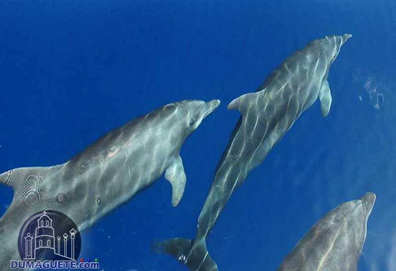 Dolphins in Bais