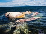 Dead Whale in Dumaguete Dauin