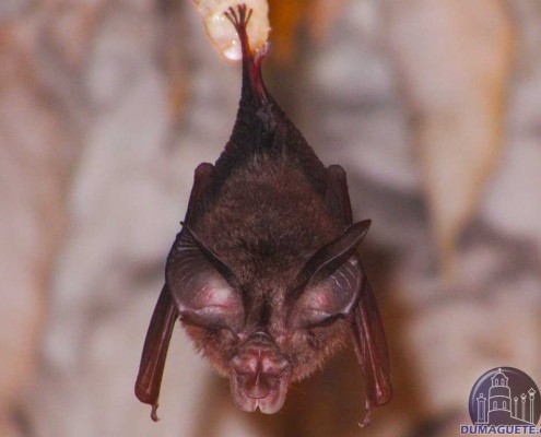 Bat at Crystal Cave