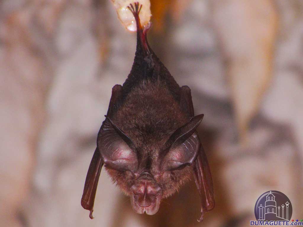 Bat at Crystal Cave