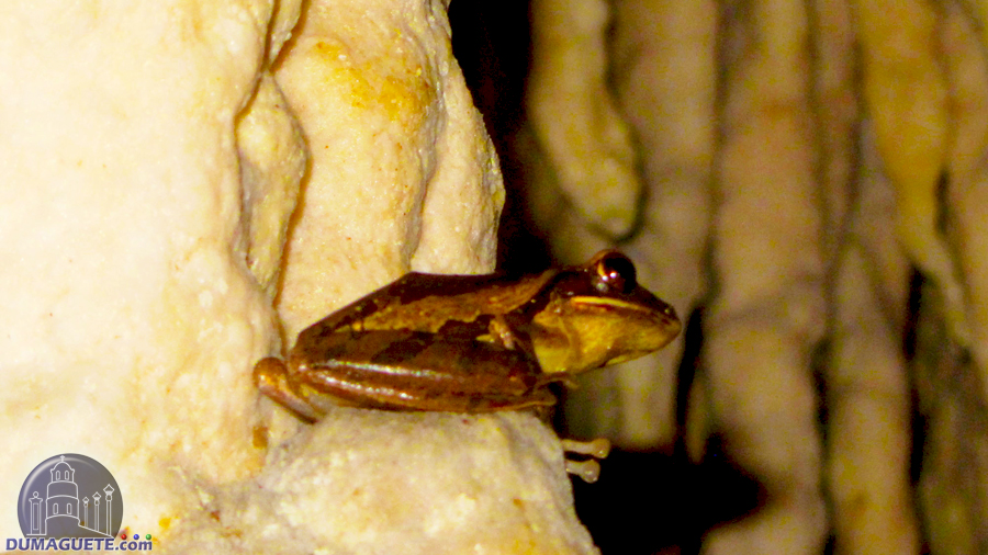 Cristal Cave species frog