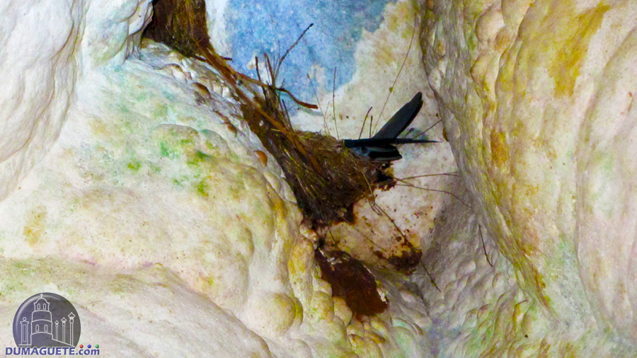 Pandalihan Caves nest
