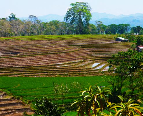 Canlaon Negros oriental Rice-Terraces