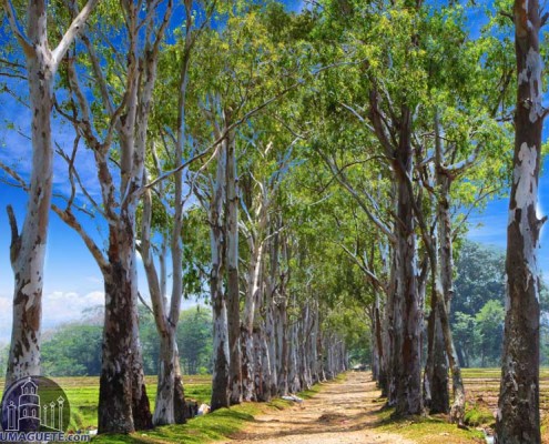 line-up of euculyptus trees