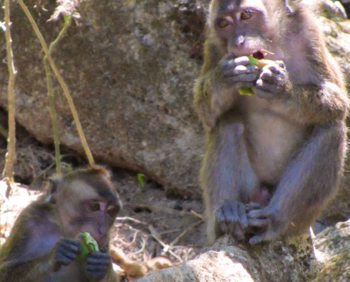 Monkey Sanctuary - Santa Catalina