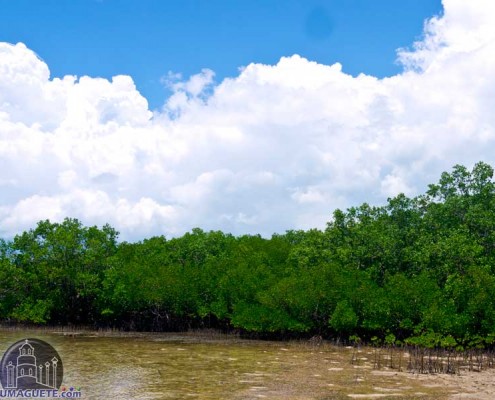 Mangrove Forrest Bais
