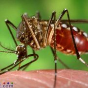 Dengue Negros Oriental