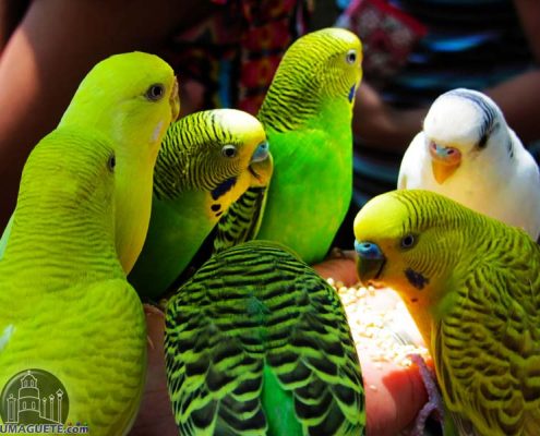 Amlan Zoo - Lovebirds