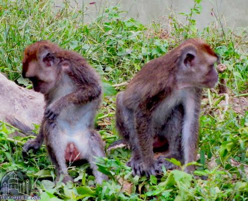 Monkeys at the Zoo in Amlan