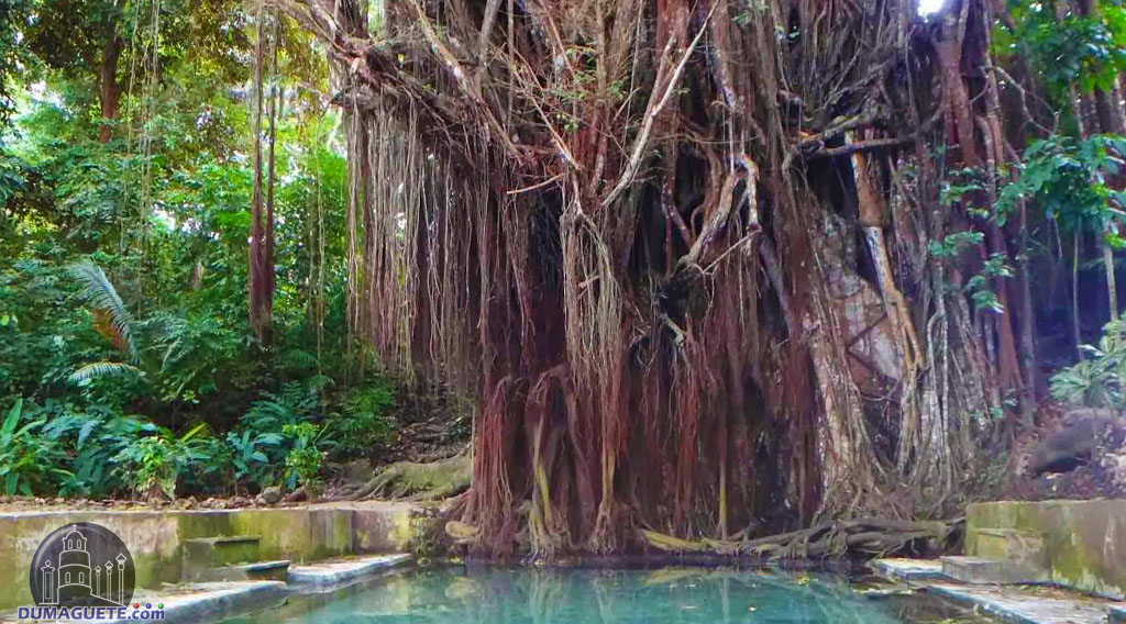 Century Old Balete Tree Siquijor Island