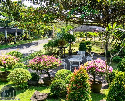 Mama Mary's Garden - Sibulan - Negros Oriental - garden