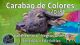Carabao de Colores 2018 in Vallehermoso - Negros Oriental