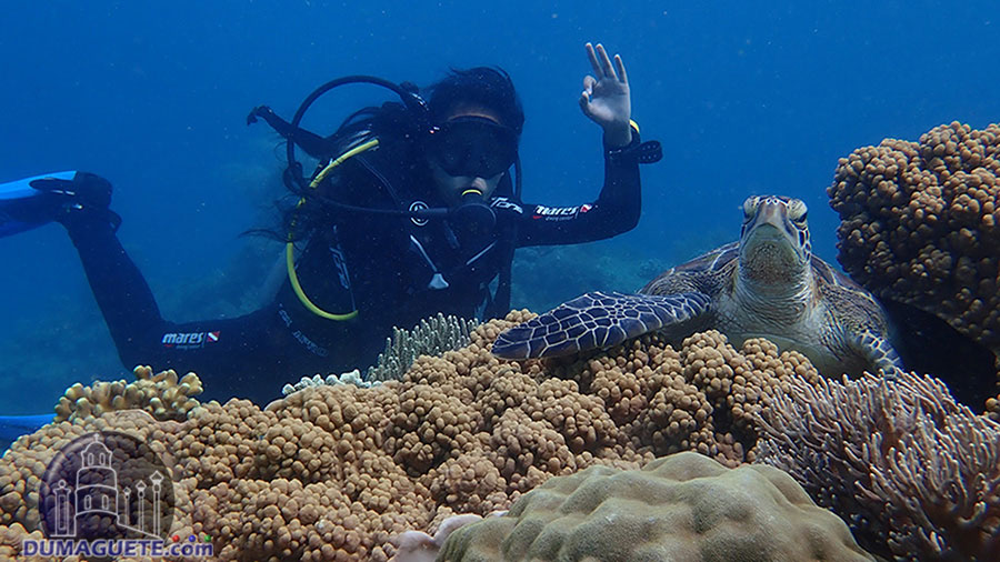 Scuba Diving in Apo Island - Turtles
