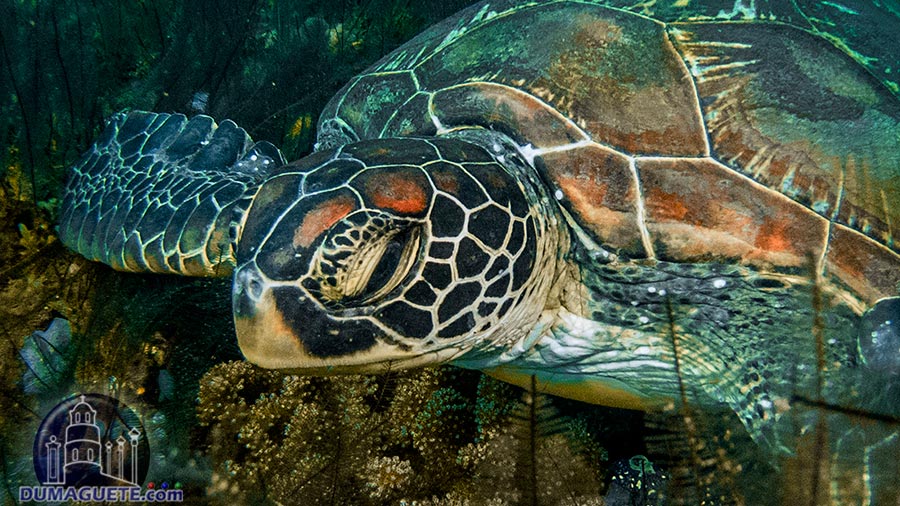Turtle in Dauin - Scuba Diving