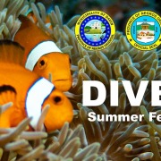 Dive 7 Summer Festival 2021 - Schedule of Activities