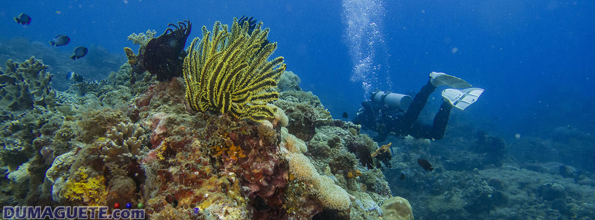 Scuba Diving in Siaton - Negros Oriental