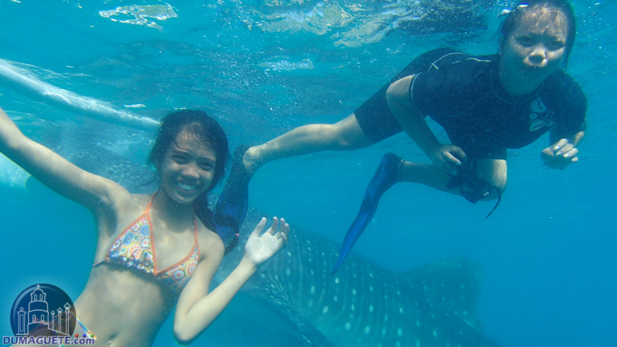 Oslob Whale Shark Watching - Philippines